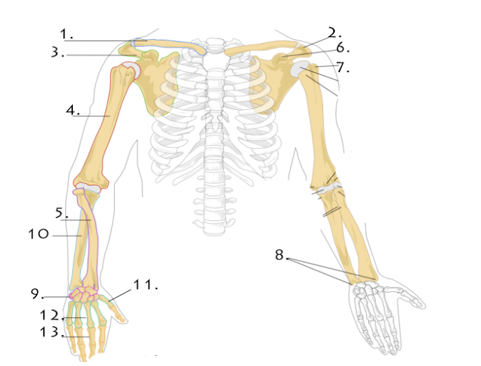 Bones of upper limb quiz