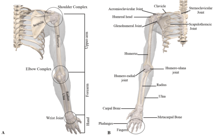 Upper limb anatomy bones shoulder bone body human arm skeleton choose board