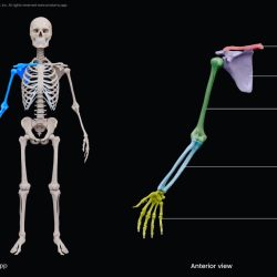 Upper limb chapter accessmedicine mcgraw overview skeletal gross mhmedical bone basicmedical accesspharmacy accessphysiotherapy