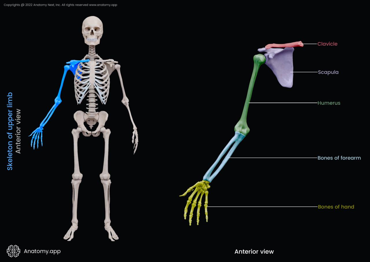 Upper limb chapter accessmedicine mcgraw overview skeletal gross mhmedical bone basicmedical accesspharmacy accessphysiotherapy