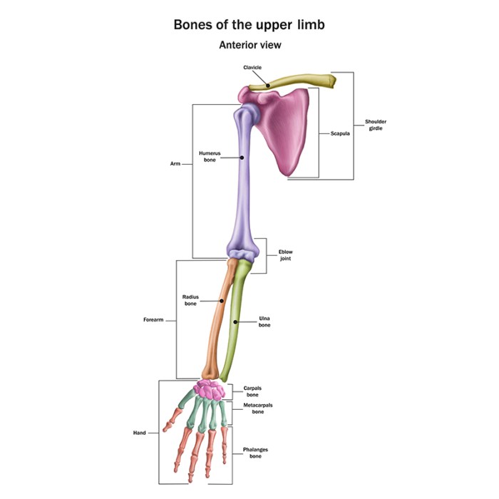 Bones of upper limb quiz