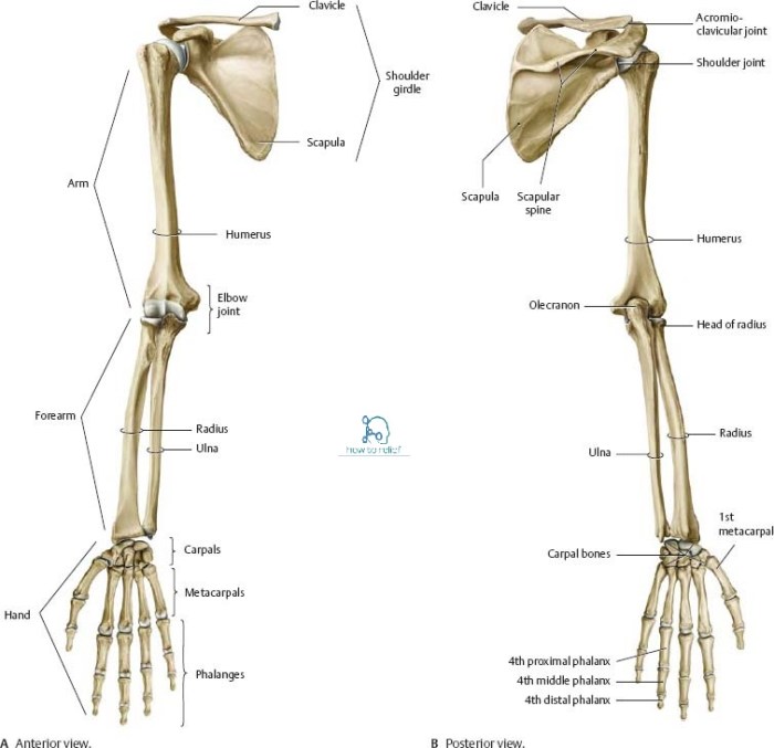 Bones of upper limb quiz