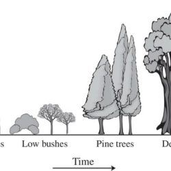 Unit 4 ap environmental science test