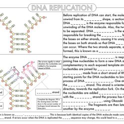 Rna practice worksheet #4 answer key