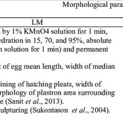 Morphological stages development acquisition morpheme brown