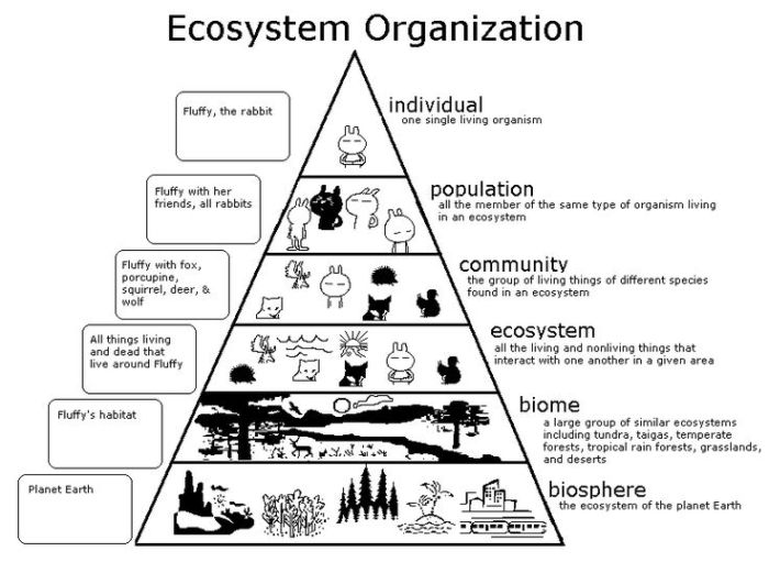 Population community and ecosystem worksheet