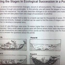 Examining the stages in ecological succession worksheet answers