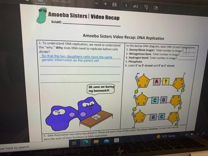 Amoeba sisters video recap answers dna replication