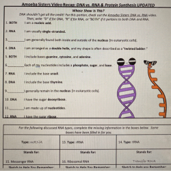 Amoeba sisters video recap answers dna replication