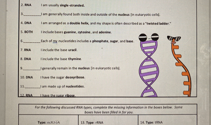 Amoeba sisters video recap answers dna replication