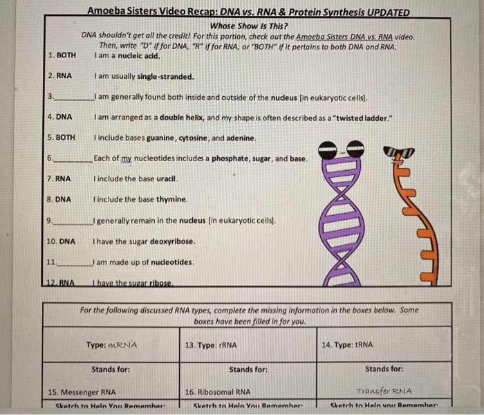 Amoeba sisters video recap answers dna replication