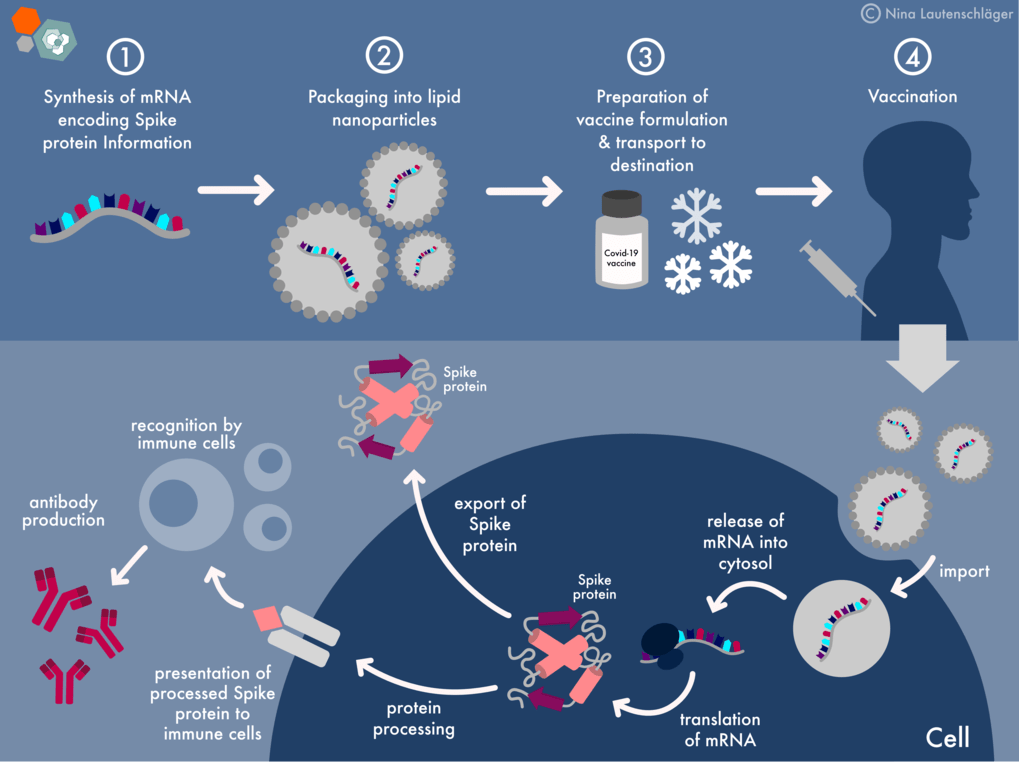 Select the true statements about how flu vaccines are produced.