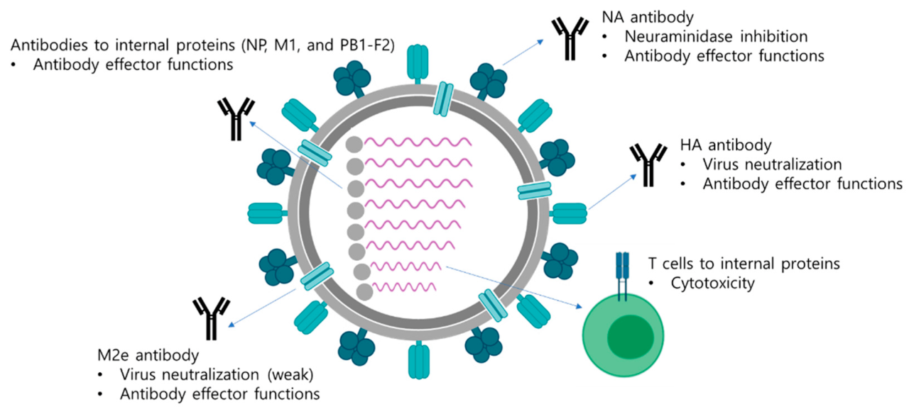 Mmwr influenza cdc vaccines flu vaccine morbidity mortality weekly advisory immunization prevention